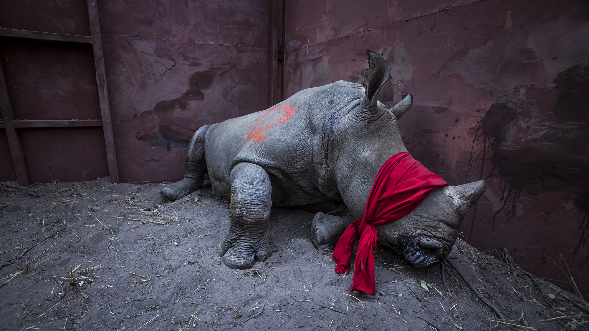 Winners of the World Press Photo Photojournalists Contest Winners of the World Press Photo Photojournalists Contest